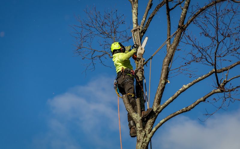 Utility Line Tree Removal