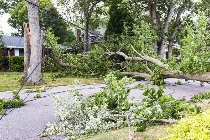 Fallen Tree Near Power Lines