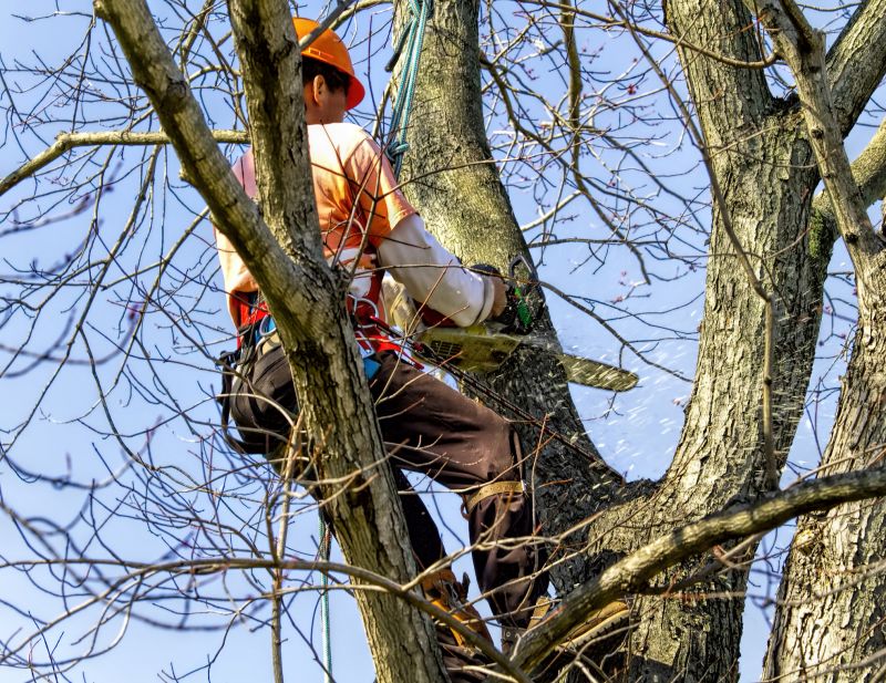 Spring Tree Removal