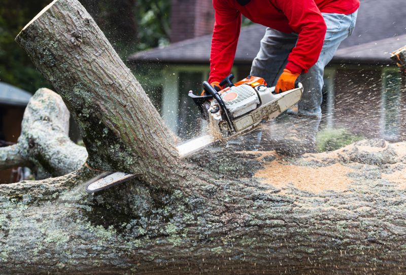 Healthy Tree Removal