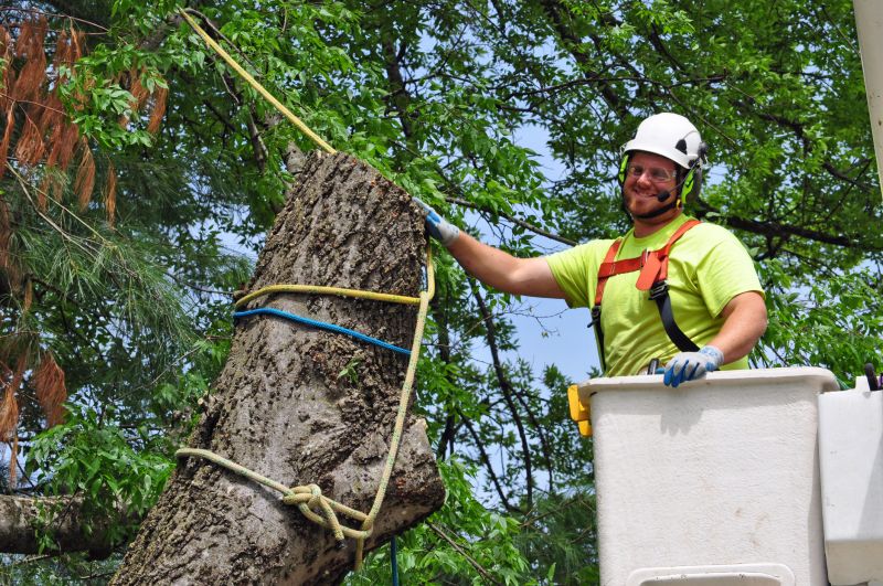 Why Hiring Professionals For Tree Removal Is Essential
