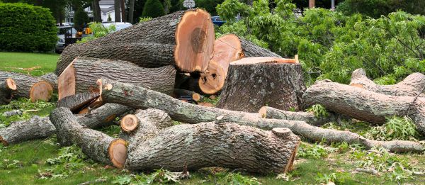 Large Tree Removal in Andover