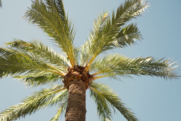 Palm Tree Removal in Andover