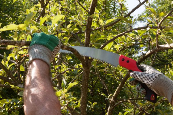 Small Tree Removal in Andover