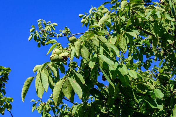 Cost of Walnut Tree Removal in Andover