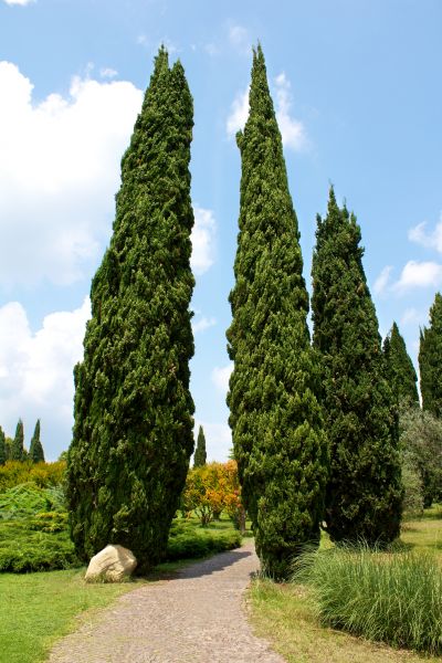 Cost of Cypress Tree Removal in Andover