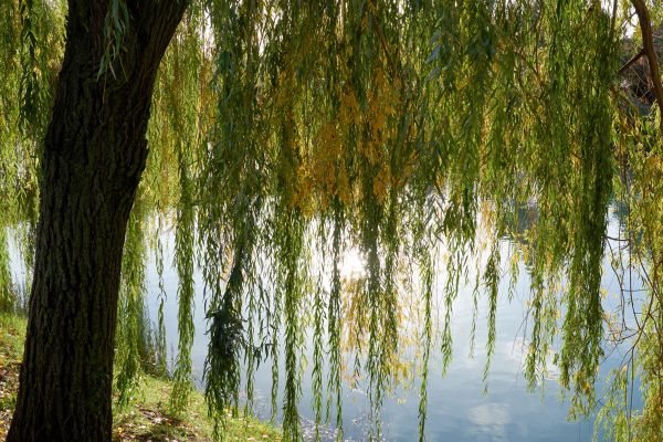 Cost of Willow Tree Removal in Andover