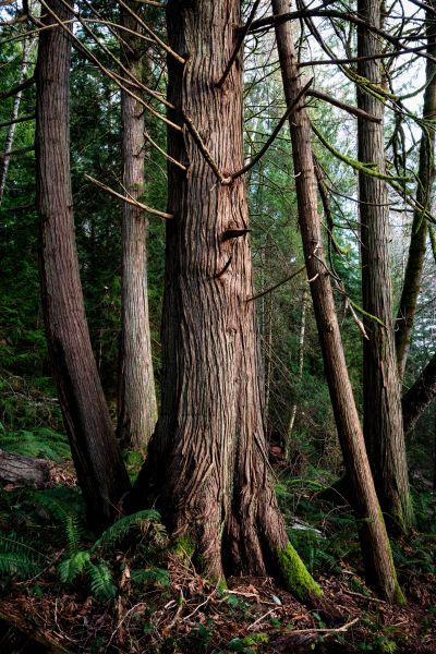 Cost of Cedar Tree Removal in Andover