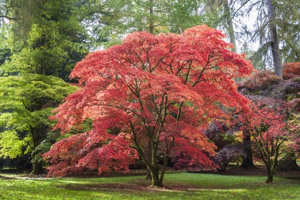 Cost of Maple Tree Removal in Andover