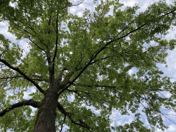Cost of Oak Tree Removal in Andover