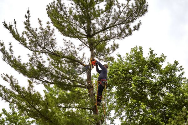 Cost of Pine Tree Removal in Andover