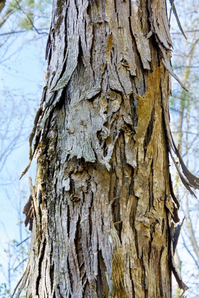 Hickory Tree Removal in Andover