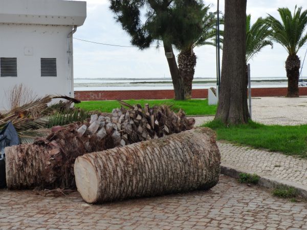 Palm Trees Removal in Andover