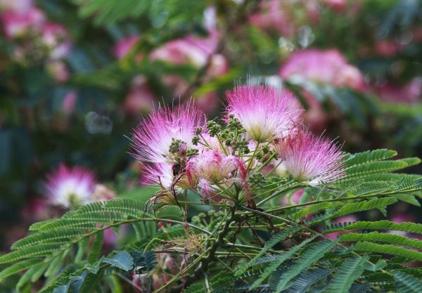 Mimosa Tree Removal in Andover