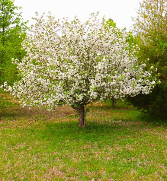 Dogwood Tree Removal in Andover