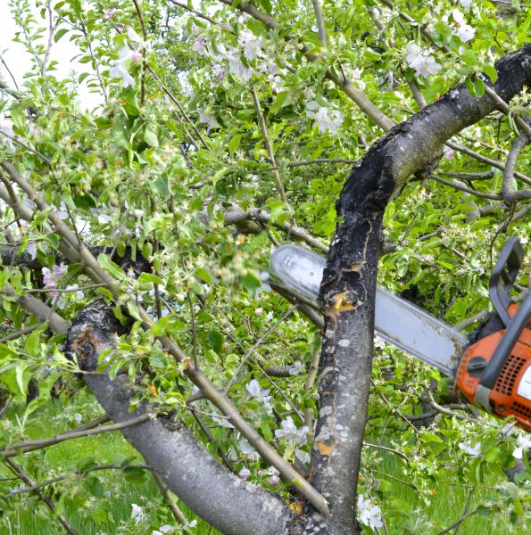 Apple Tree Removal in Andover