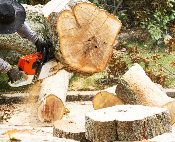 Tree Removal Service in Andover