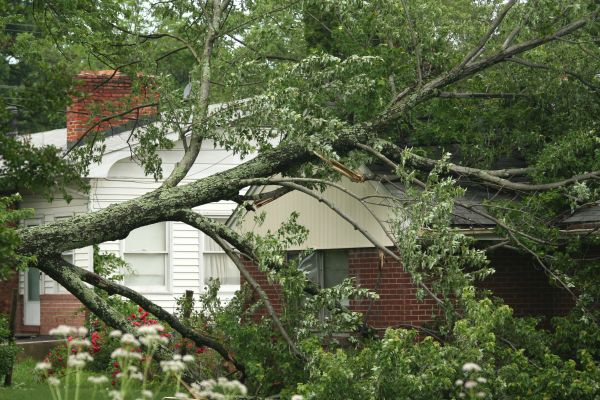 Emergency Tree Removal in Andover