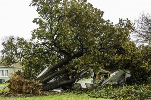 Fallen Tree Removal in Andover