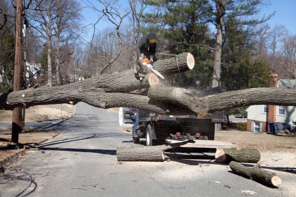 Cost of Residential Tree Removal in Andover