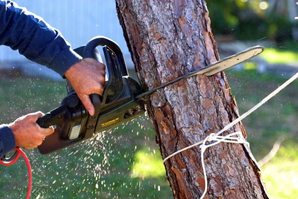 Dead Tree Removal in Andover